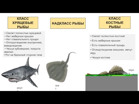 НАДКЛАСС РЫБЫ КЛАСС ХРЯЩЕВЫЕ РЫБЫ КЛАСС КОСТНЫЕ РЫБЫ • Скелет полностью