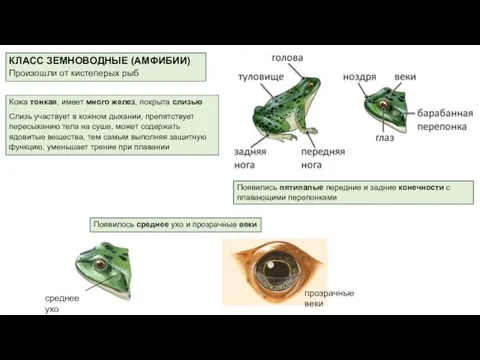 КЛАСС ЗЕМНОВОДНЫЕ (АМФИБИИ) Произошли от кистеперых рыб Кожа тонкая, имеет много