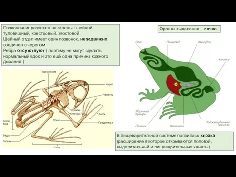 Позвоночник разделен на отделы : шейный, туловищный, крестцовый, хвостовой. Шейный отдел