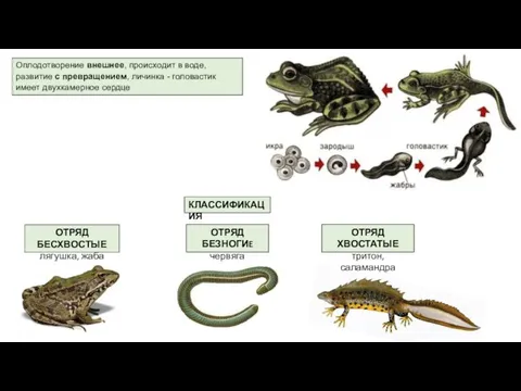 Оплодотворение внешнее, происходит в воде, развитие с превращением, личинка - головастик