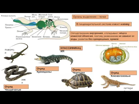 Органы выделения – почки В пищеварительной системе имеют клоаку Оплодотворение внутреннее,