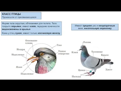 Форма тела округлая, обтекаемая для полета. Тело покрыто перьями, имеют клюв,