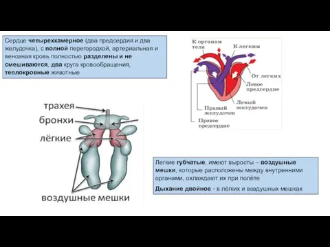 Легкие губчатые, имеют выросты – воздушные мешки, которые расположены между внутренними