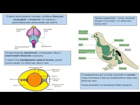 В пищеварительной системе сохраняется клоака – птица постоянно и быстро испражняется