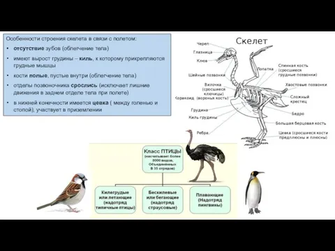 Особенности строения скелета в связи с полетом: отсутствие зубов (облегчение тела)