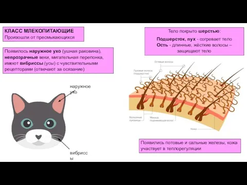 КЛАСС МЛЕКОПИТАЮЩИЕ Произошли от пресмыкающихся Появились потовые и сальные железы, кожа