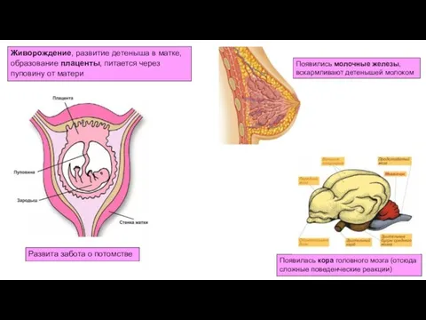 Живорождение, развитие детеныша в матке, образование плаценты, питается через пуповину от