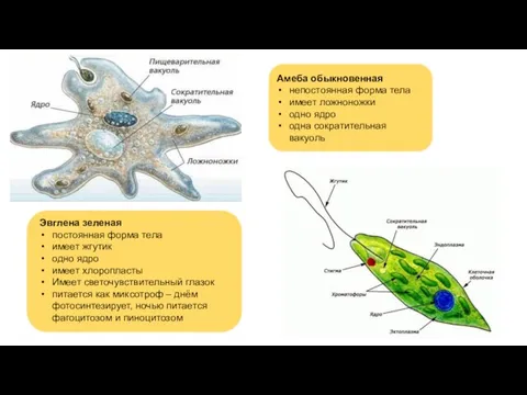 Амеба обыкновенная непостоянная форма тела имеет ложноножки одно ядро одна сократительная