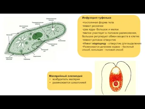 Инфузория туфелька постоянная форма тела имеет реснички два ядра- большое и