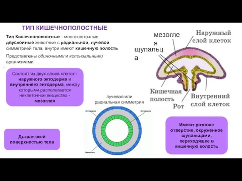 ТИП КИШЕЧНОПОЛОСТНЫЕ Тип Кишечнополостные - многоклеточные двуслойные животные с радиальной, лучевой