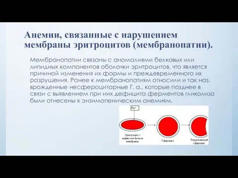 Анемии, связанные с нарушением мембраны эритроцитов (мембранопатии). Мембранопатии связаны с аномалиями