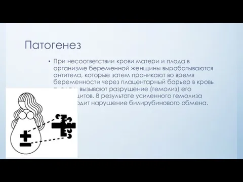 Патогенез При несоответствии крови матери и плода в организме беременной женщины