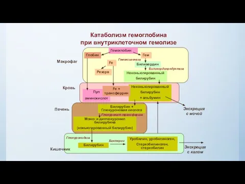 Катаболизм гемоглобина при внутриклеточном гемолизе Гемоглобин Глобин Гем Биливердин Неконьюгированный билирубин