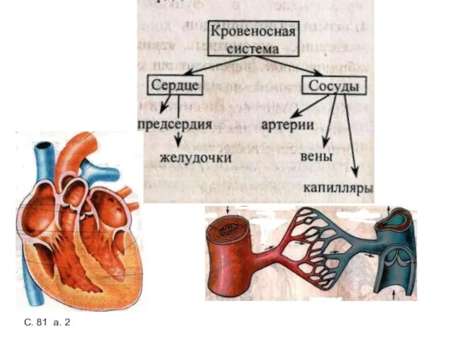 С. 81 а. 2