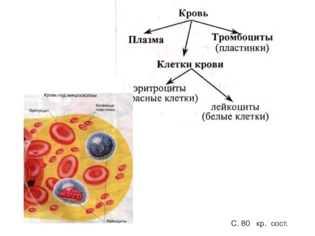 С. 80 кр. сост.