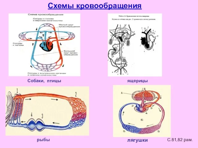 Схемы кровообращения рыбы лягушки ящерицы Собаки, птицы С.81,82 рам.