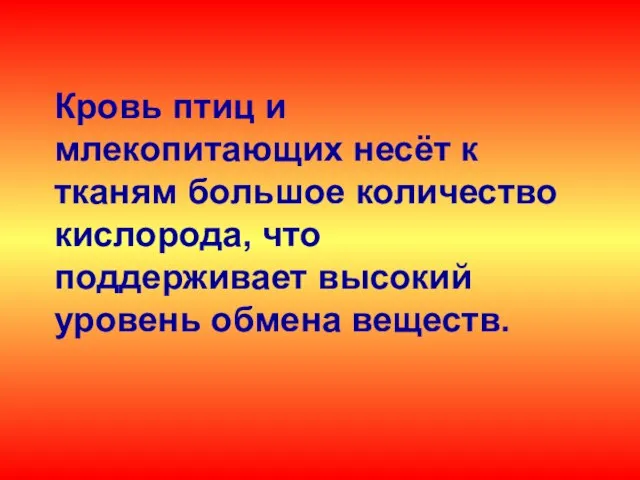 Кровь птиц и млекопитающих несёт к тканям большое количество кислорода, что поддерживает высокий уровень обмена веществ.