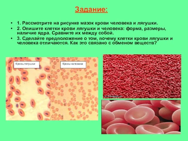 1. Рассмотрите на рисунке мазок крови человека и лягушки. 2. Опишите