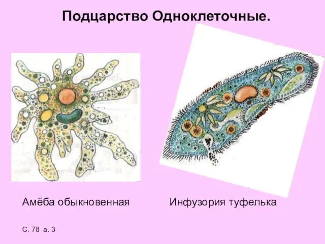 Подцарство Одноклеточные. Амёба обыкновенная Инфузория туфелька С. 78 а. 3