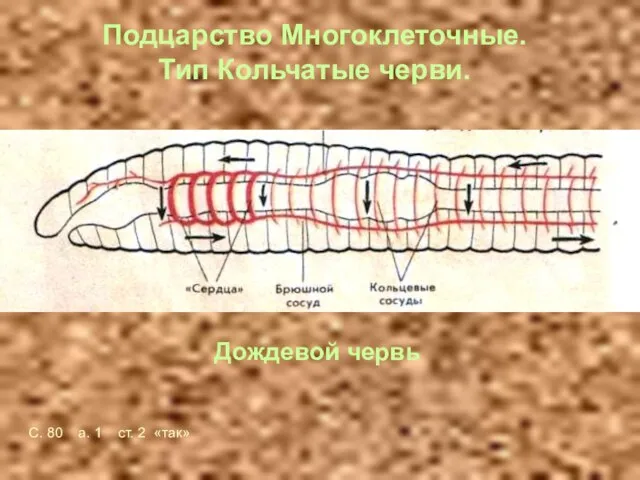 Подцарство Многоклеточные. Тип Кольчатые черви. Дождевой червь С. 80 а. 1 ст. 2 «так»