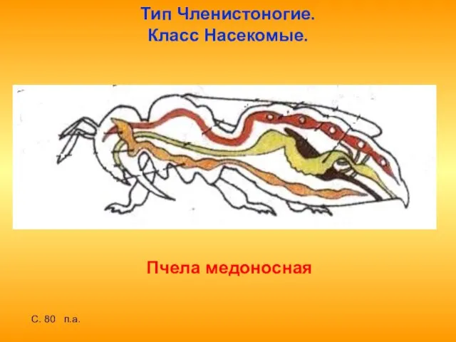 Тип Членистоногие. Класс Насекомые. Пчела медоносная С. 80 п.а.