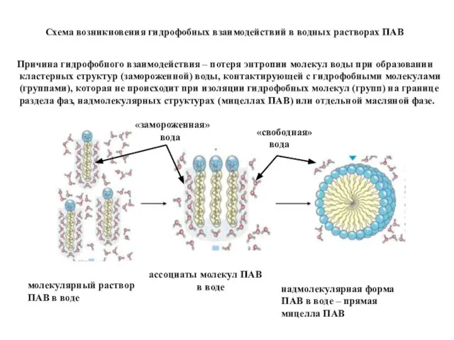 молекулярный раствор ПАВ в воде ассоциаты молекул ПАВ в воде надмолекулярная