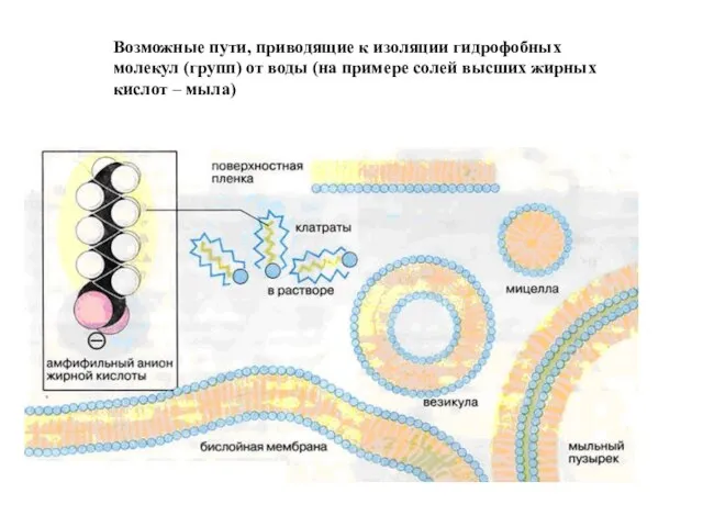 Возможные пути, приводящие к изоляции гидрофобных молекул (групп) от воды (на
