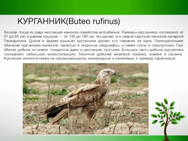 КУРГАННИК(Buteo rufinus) Хищная птица из рода настоящих канюков семейства ястребиных. Размеры