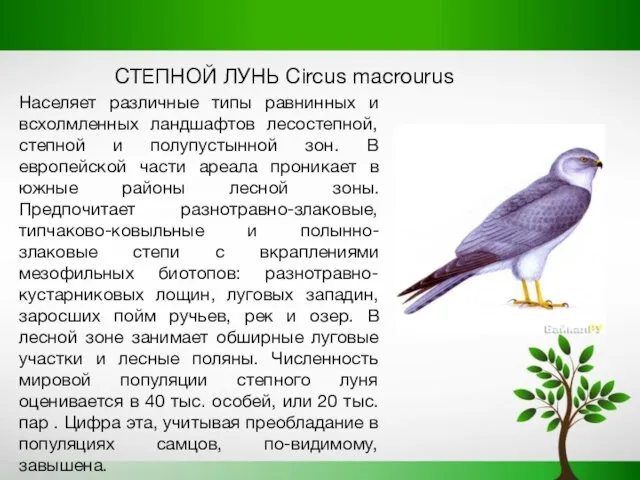 СТЕПНОЙ ЛУНЬ Circus macrourus Населяет различные типы равнинных и всхолмленных ландшафтов