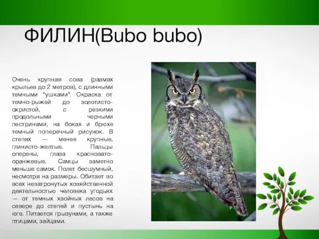 ФИЛИН(Bubo bubo) Очень крупная сова (размах крыльев до 2 метров), с