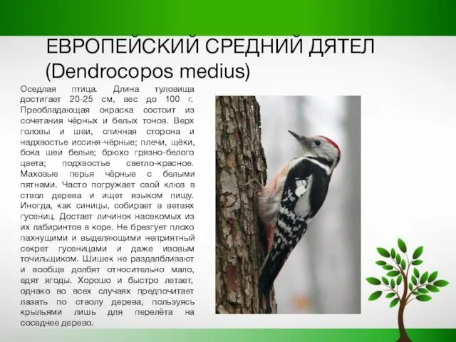 ЕВРОПЕЙСКИЙ СРЕДНИЙ ДЯТЕЛ(Dendrocopos medius) Оседлая птица. Длина туловища достигает 20-25 см,