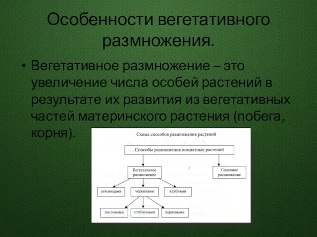 Особенности вегетативного размножения. Вегетативное размножение – это увеличение числа особей растений