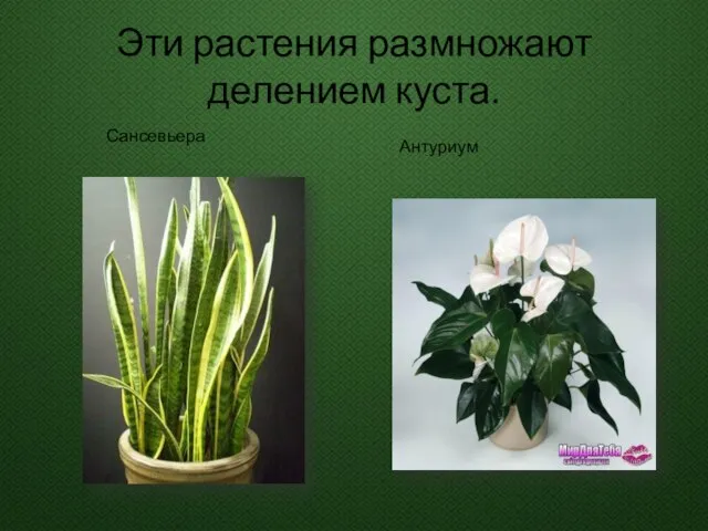 Эти растения размножают делением куста. Сансевьера Антуриум