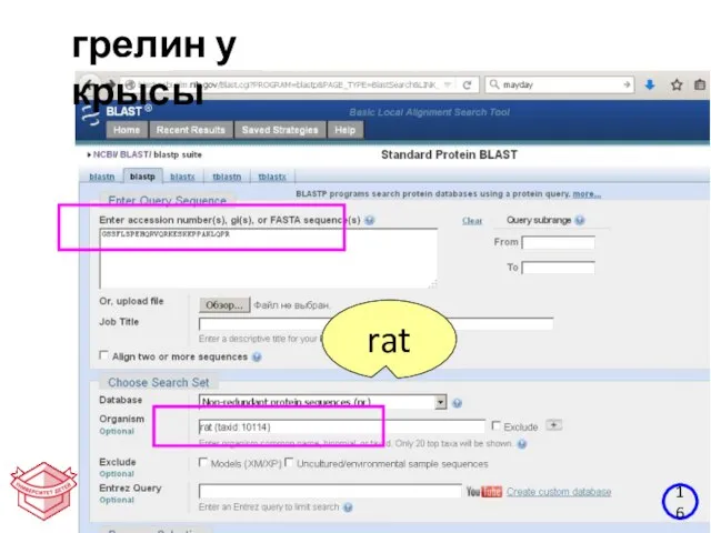 16 грелин у крысы rat