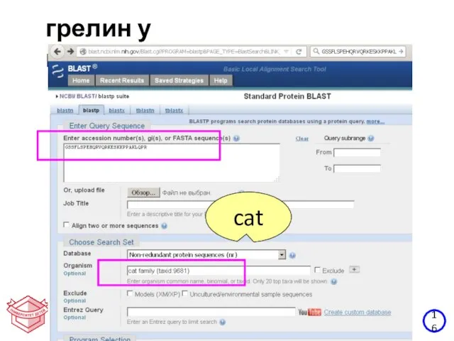 16 грелин у кошки cat