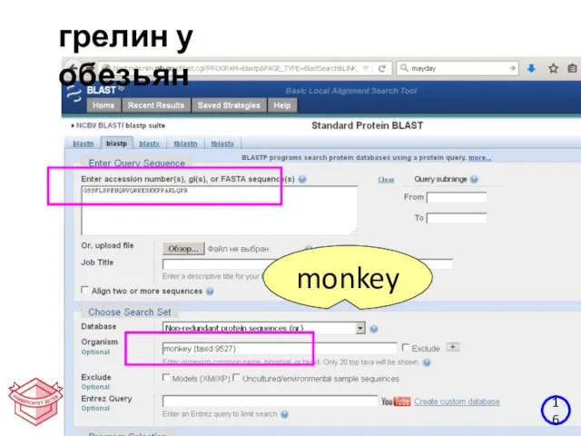 16 грелин у обезьян monkey