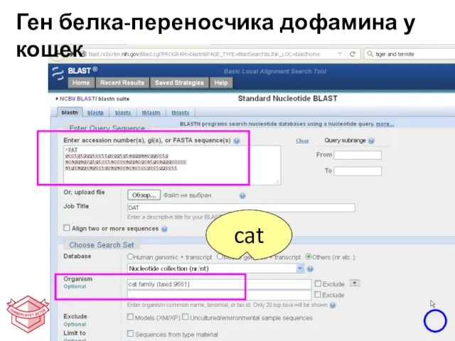 cat Ген белка-переносчика дофамина у кошек