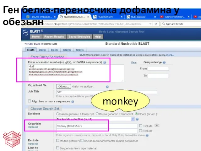 monkey Ген белка-переносчика дофамина у обезьян