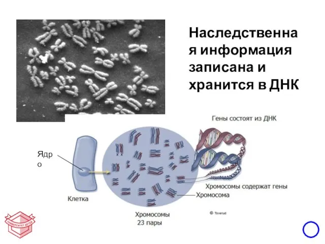 Ядро Наследственная информация записана и хранится в ДНК