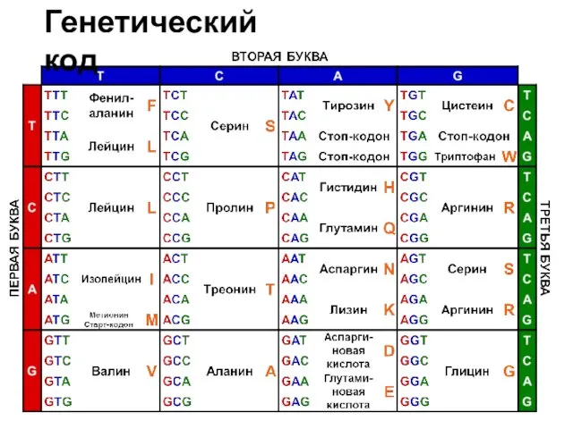 Генетический код