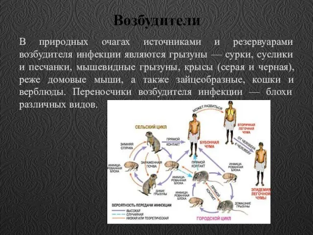 Возбудители В природных очагах источниками и резервуарами возбудителя инфекции являются грызуны