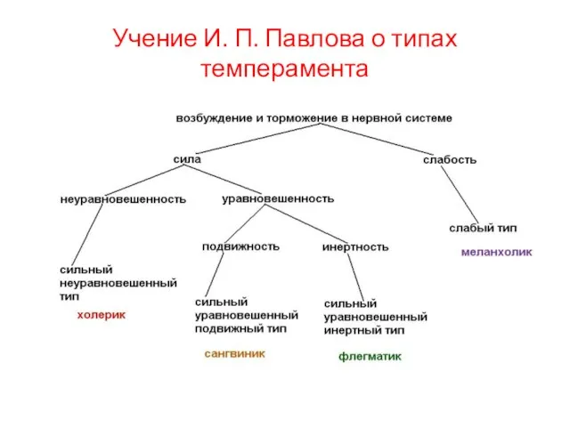 Учение И. П. Павлова о типах темперамента