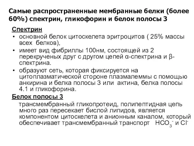 Спектрин основной белок цитоскелета эритроцитов ( 25% массы всех белков), имеет