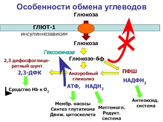 Особенности обмена углеводов Анаэробный гликолиз ПФШ 2,3 дифосфоглице- ратный шунт Глюкоза