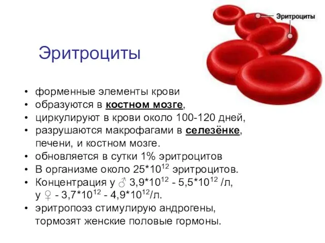 Эритроциты форменные элементы крови образуются в костном мозге, циркулируют в крови