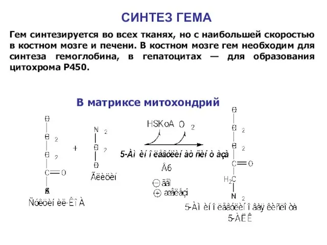 СИНТЕЗ ГЕМА Гем синтезируется во всех тканях, но с наибольшей скоростью