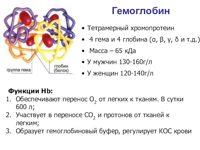 Гемоглобин Тетрамерный хромопротеин 4 гема и 4 глобина (α, β, γ,