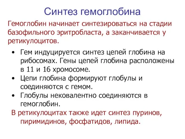 Синтез гемоглобина Гем индуцируется синтез цепей глобина на рибосомах. Гены цепей