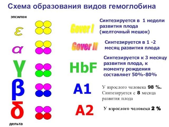 ε α Gover I Gover II У взрослого человека 98 %.