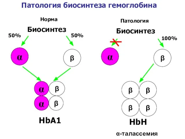 HbА1 Биосинтез α β 50% 50% α-талассемия Биосинтез α β 100%